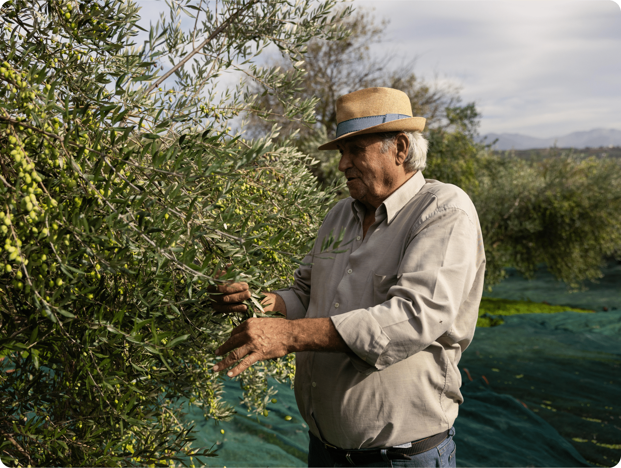 Hoeveel kost 1 liter olijfolie?