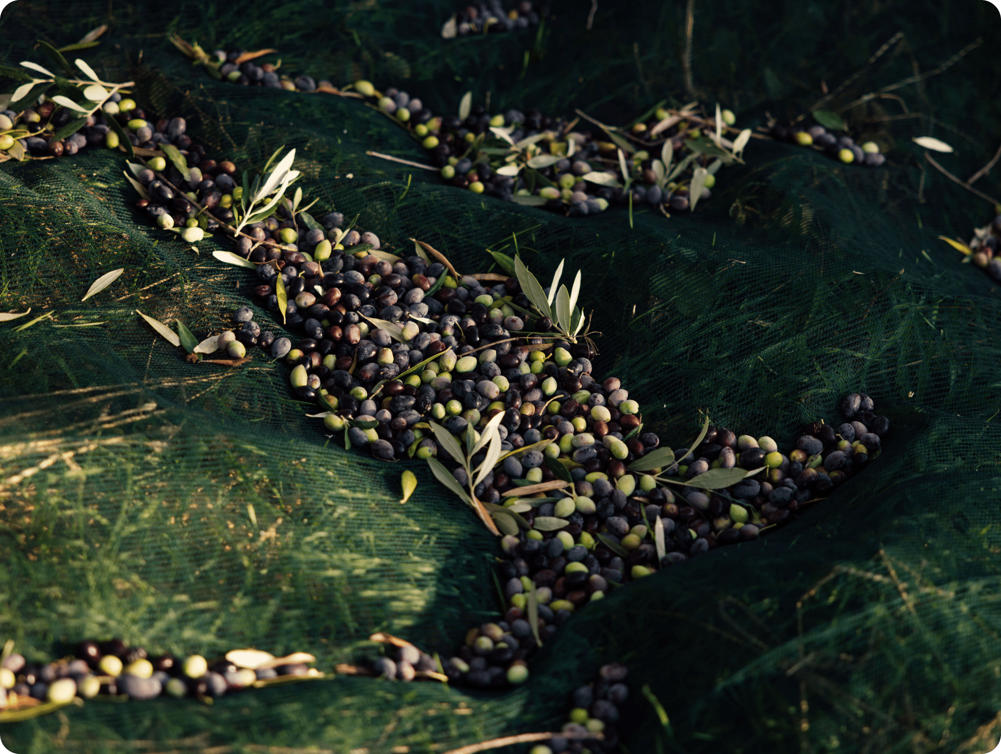 Wat is de beste olijfolie extra vierge?